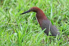 Rufescent Tiger-Heron